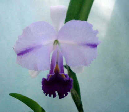 洋蘭.JP カトレア原種 CATTLEYA SPECIES